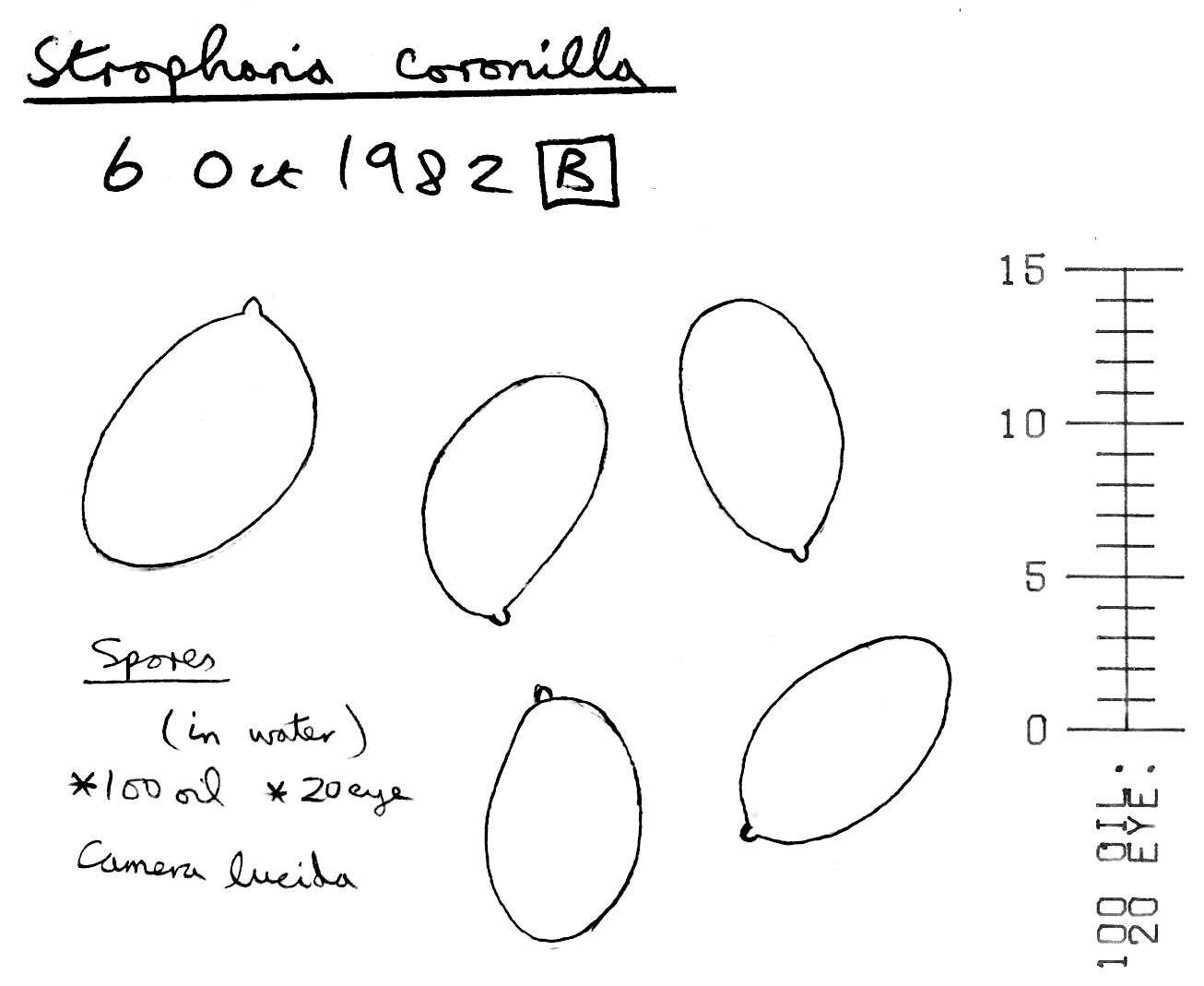 Image of Psilocybe coronilla (Bull.) Noordel. 1995