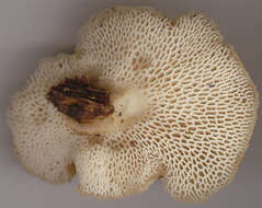 Image of Polyporus tuberaster (Jacq. ex Pers.) Fr. 1821