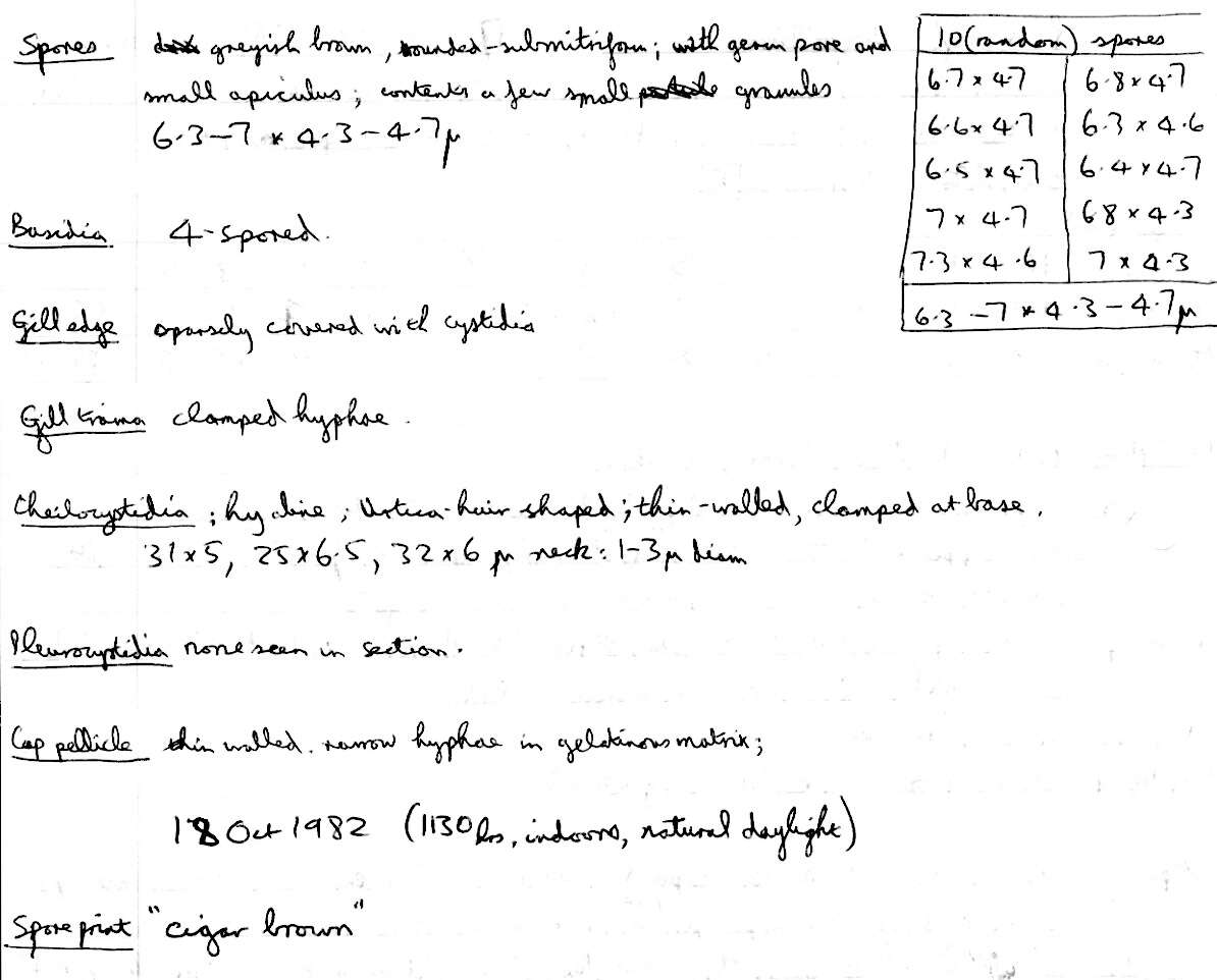 Image of Deconica inquilina (Fr.) Romagn. 1937