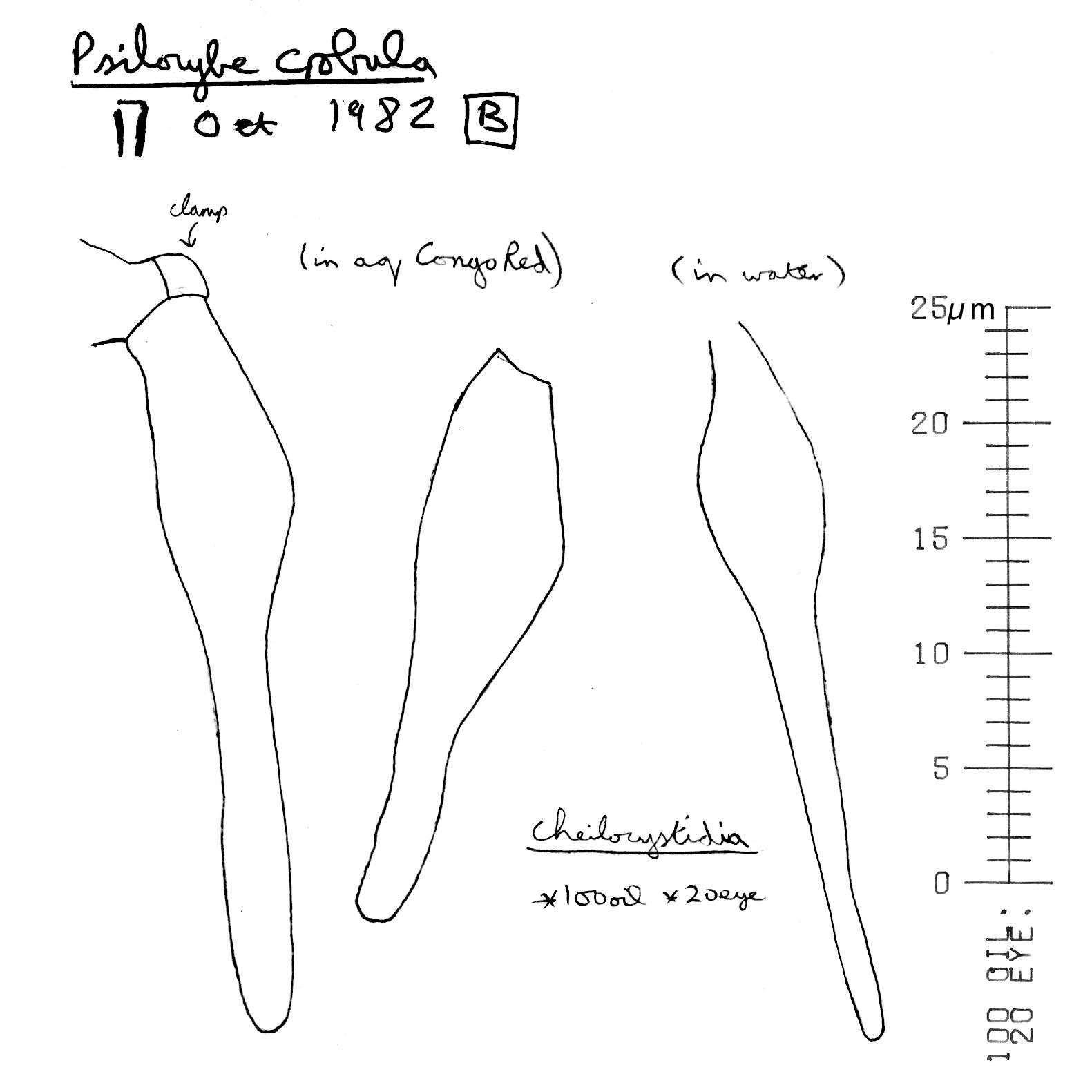 Image of Deconica inquilina (Fr.) Romagn. 1937