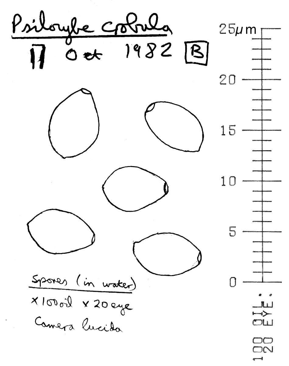 Image of Deconica inquilina (Fr.) Romagn. 1937