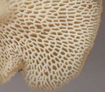 Image of Polyporus tuberaster (Jacq. ex Pers.) Fr. 1821