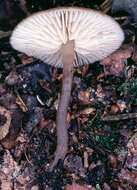 Image of Tephrocybe ellisii P. D. Orton 1988