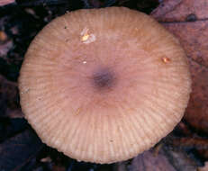 Tephrocybe ellisii P. D. Orton 1988 resmi