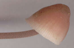 Image of Mycena haematopus (Pers.) P. Kumm. 1871