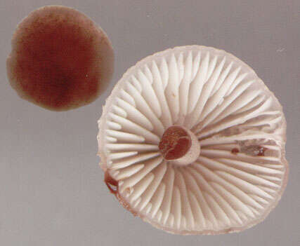 Image of Mycena haematopus (Pers.) P. Kumm. 1871