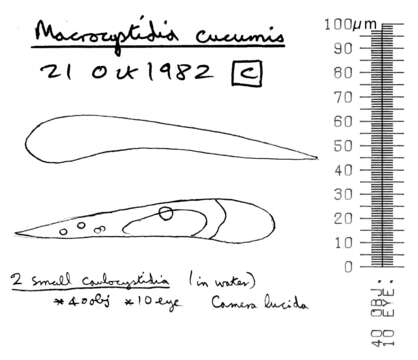 Image of Macrocystidia cucumis (Pers.) Joss. 1934