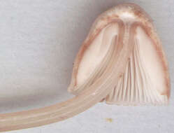 Image of Mycena haematopus (Pers.) P. Kumm. 1871