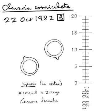 Image of Clavulinopsis corniculata (Schaeff.) Corner 1950