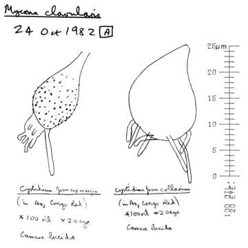 Image of Mycena clavularis (Batsch) Sacc. 1887