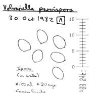 Image de Volvariella reidii Heinem. 1978