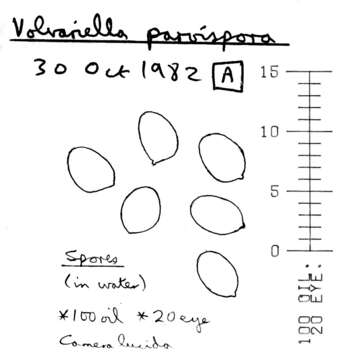 Image de Volvariella reidii Heinem. 1978