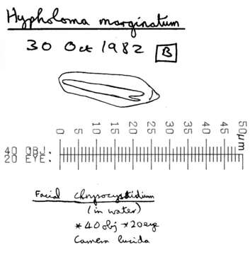 Image of Hypholoma marginatum J. Schröt. 1889