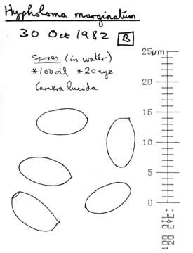 Image of Hypholoma marginatum J. Schröt. 1889