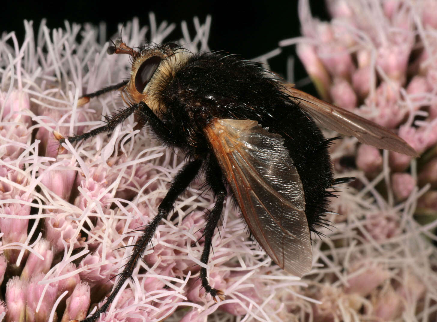 Tachina grossa (Linnaeus 1758)的圖片