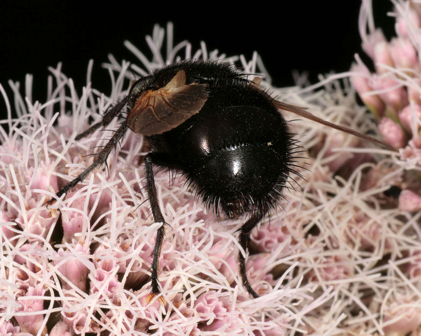 Tachina grossa (Linnaeus 1758)的圖片