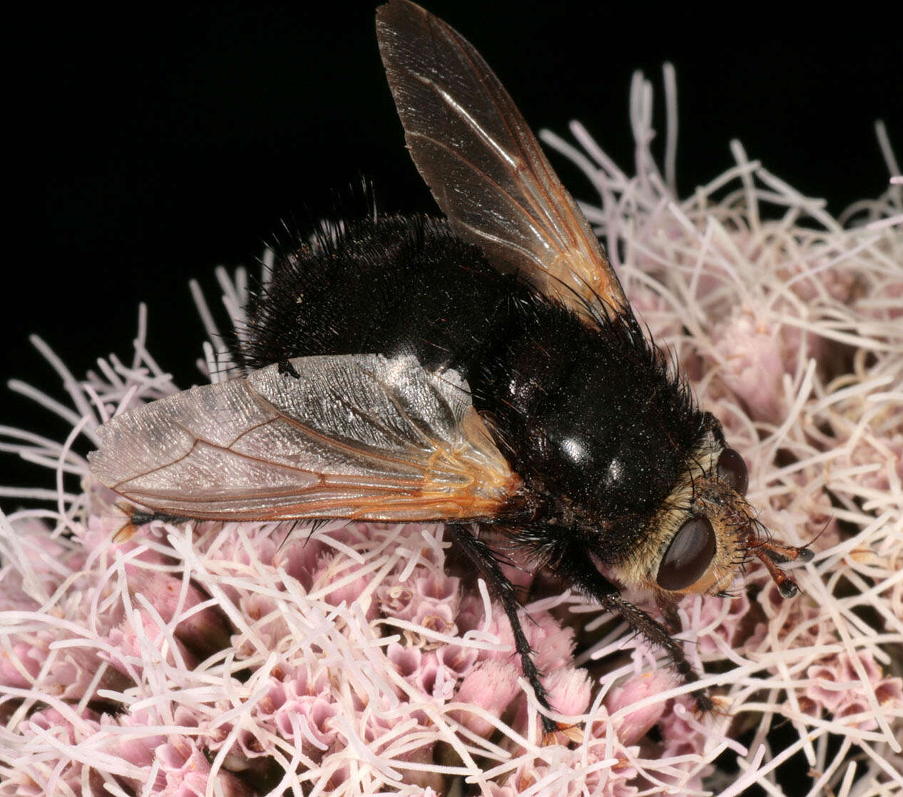 Tachina grossa (Linnaeus 1758)的圖片