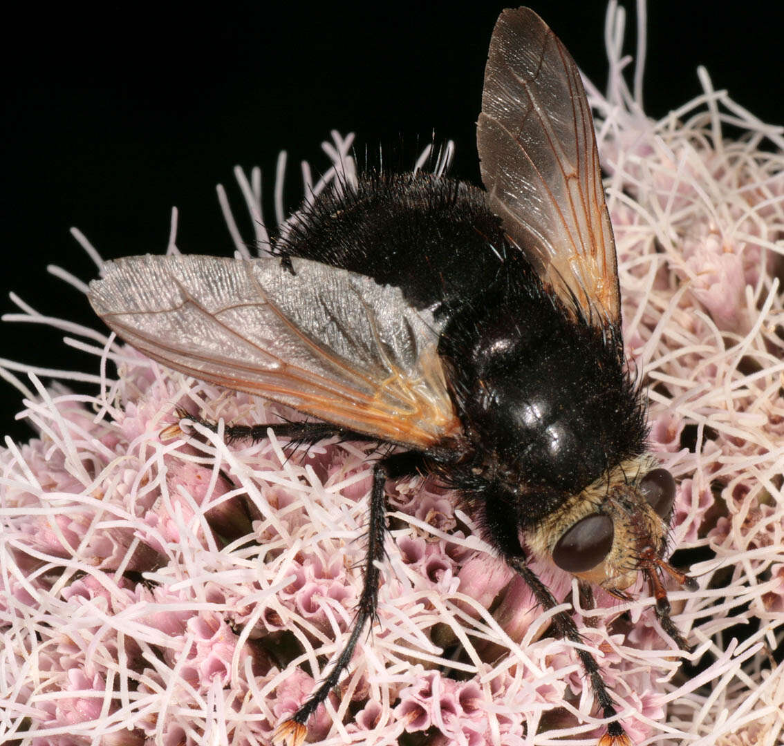 Tachina grossa (Linnaeus 1758)的圖片