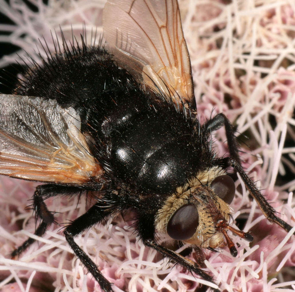 Tachina grossa (Linnaeus 1758)的圖片