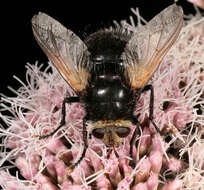 Tachina grossa (Linnaeus 1758)的圖片