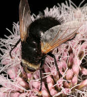 Tachina grossa (Linnaeus 1758)的圖片