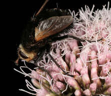 Tachina grossa (Linnaeus 1758)的圖片