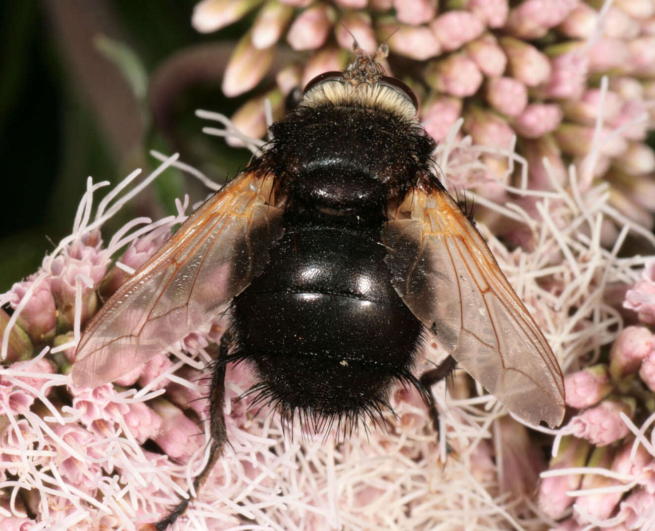 Tachina grossa (Linnaeus 1758)的圖片