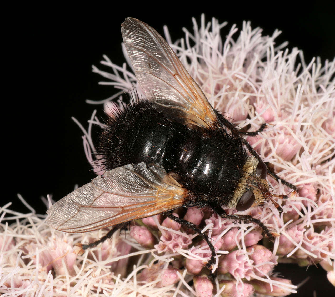 Tachina grossa (Linnaeus 1758)的圖片