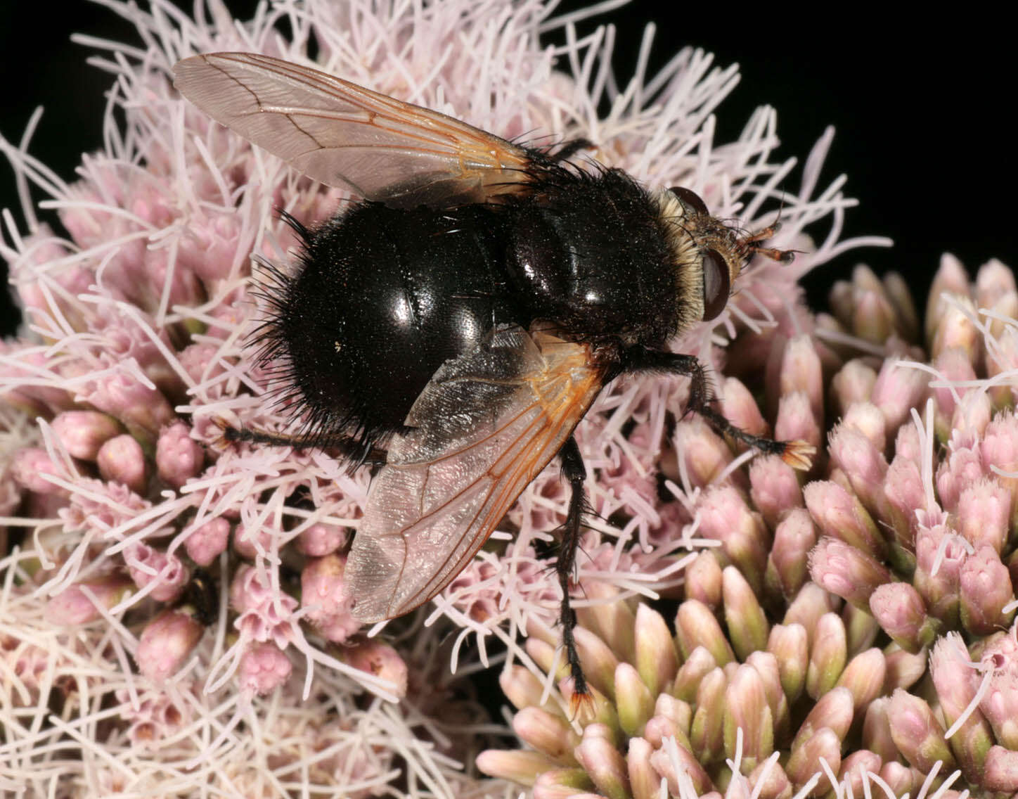 Tachina grossa (Linnaeus 1758)的圖片