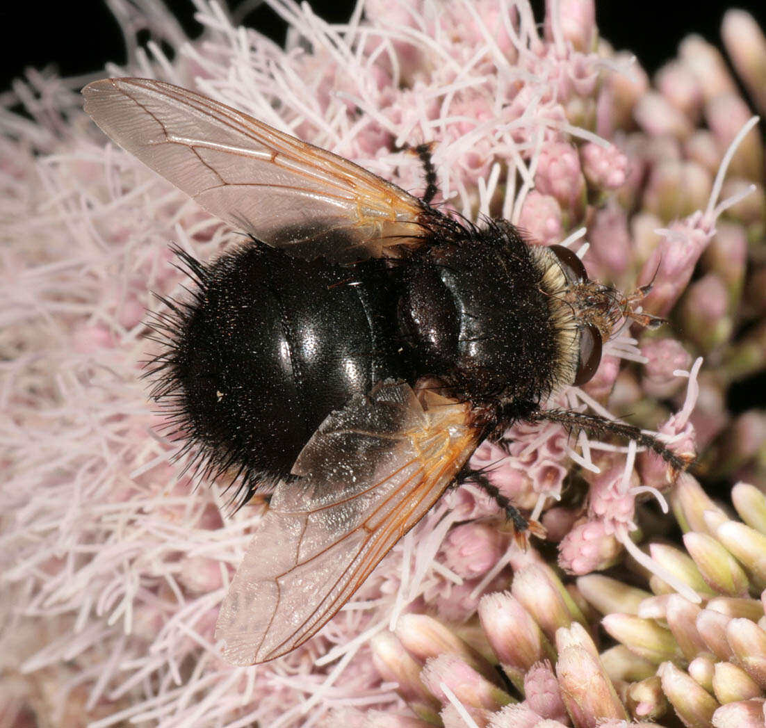 Tachina grossa (Linnaeus 1758)的圖片