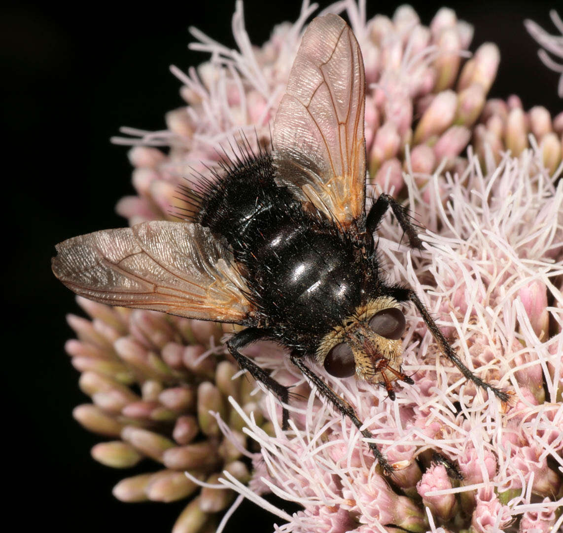 Tachina grossa (Linnaeus 1758)的圖片