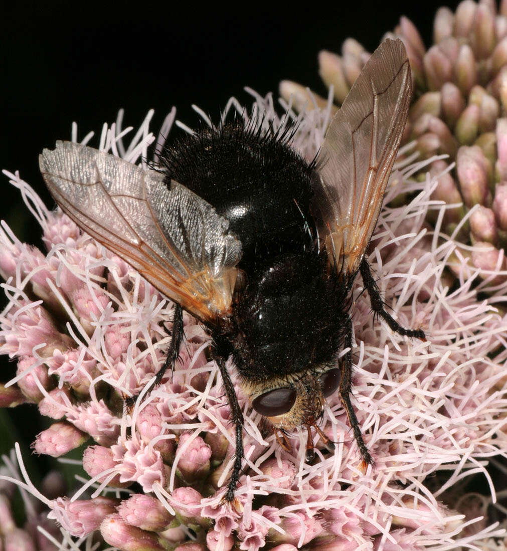 Tachina grossa (Linnaeus 1758)的圖片