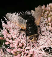 Tachina grossa (Linnaeus 1758)的圖片