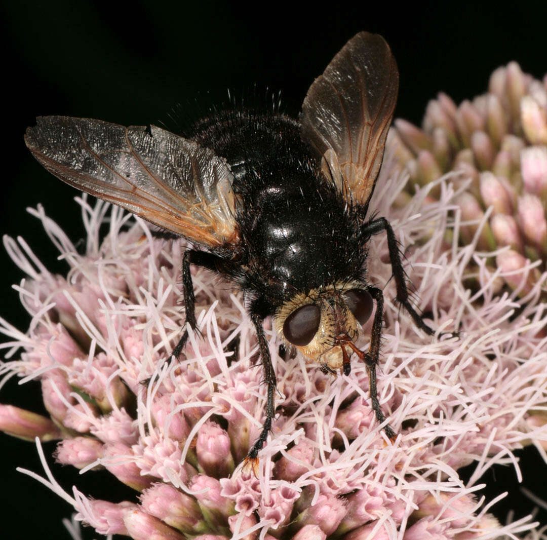 Tachina grossa (Linnaeus 1758)的圖片