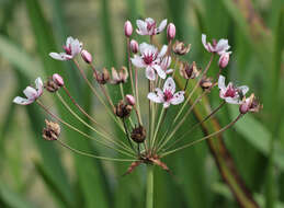 Image of flowering rush family