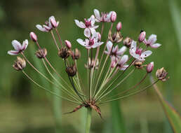 Image of flowering rush family