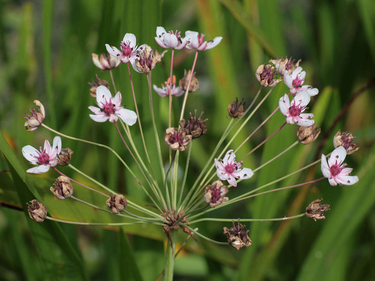 Image of flowering rush family