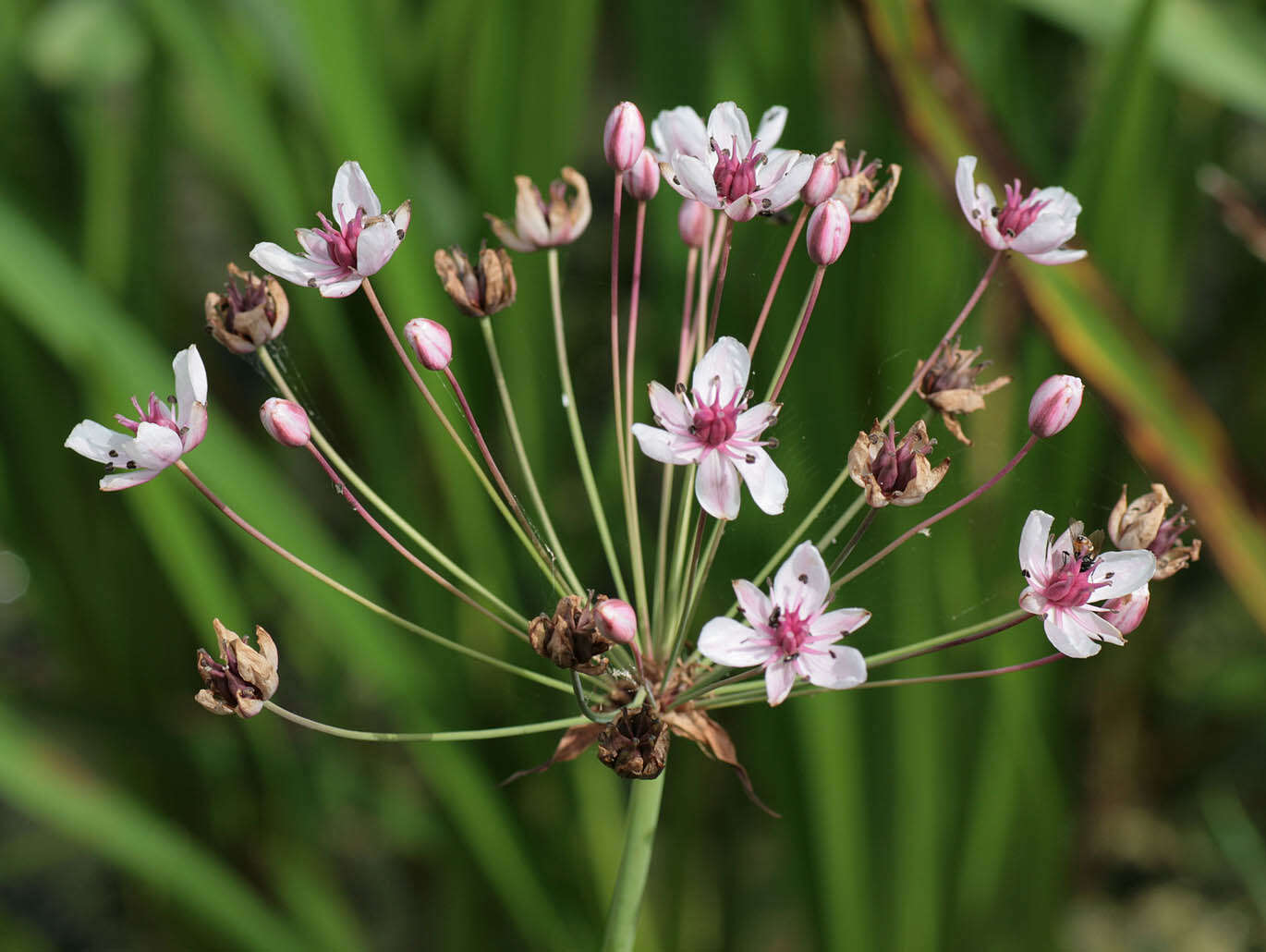 Image of flowering rush family