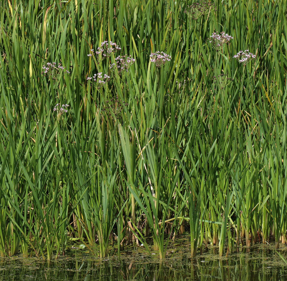 Image of flowering rush family