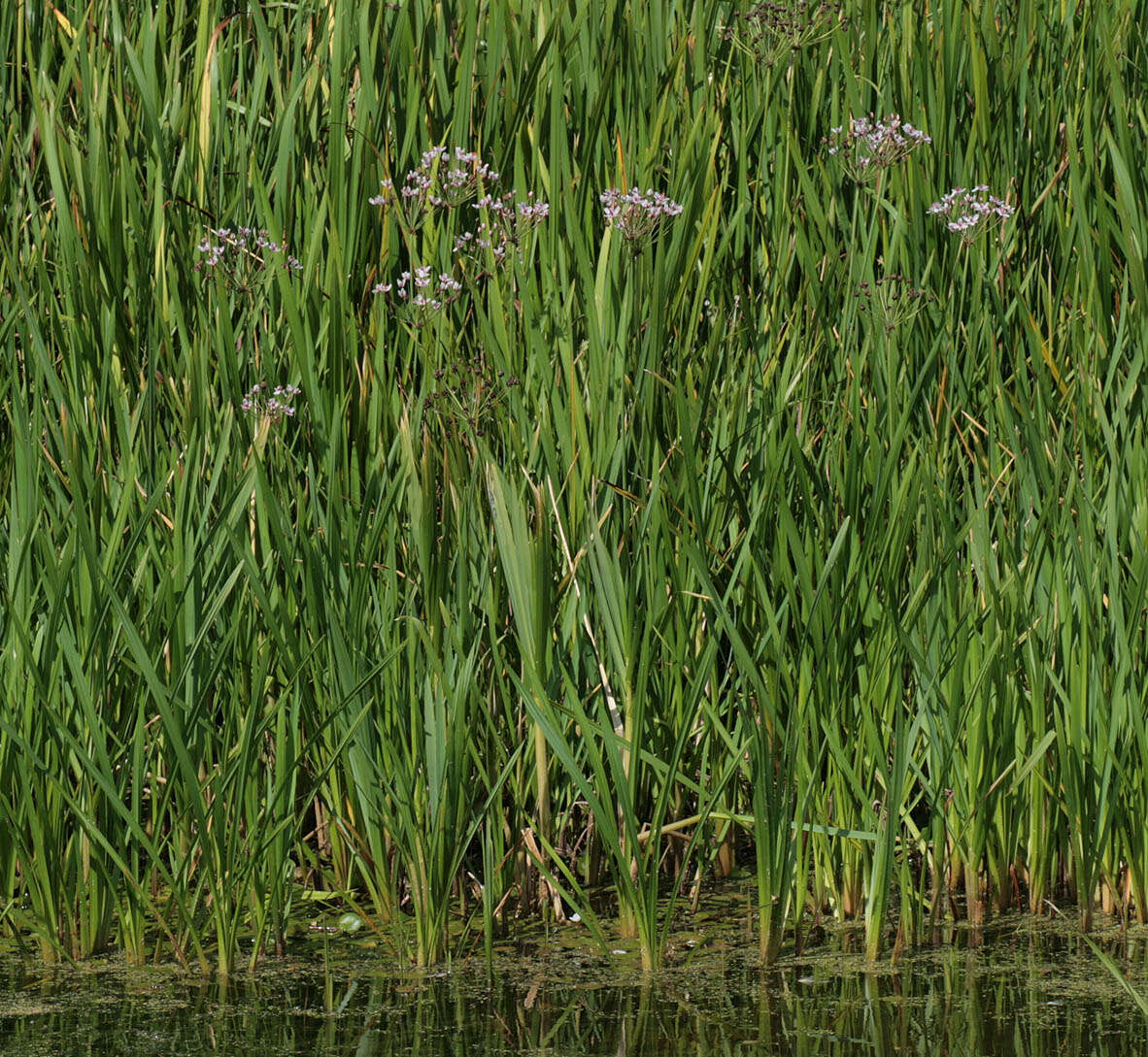 Image of flowering rush family