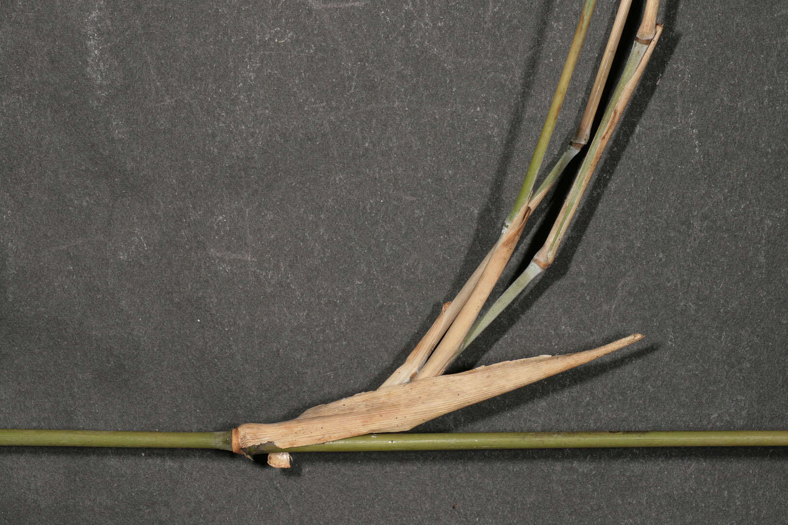 Image of Pseudosasa humilis (Mitford) T. Q. Nguyen
