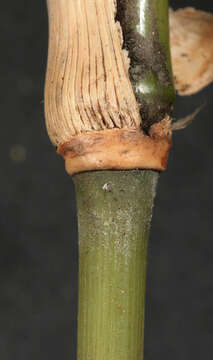 صورة Pseudosasa humilis (Mitford) T. Q. Nguyen