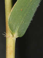 صورة Pseudosasa humilis (Mitford) T. Q. Nguyen