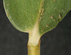 صورة Pseudosasa humilis (Mitford) T. Q. Nguyen