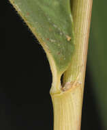 صورة Pseudosasa humilis (Mitford) T. Q. Nguyen