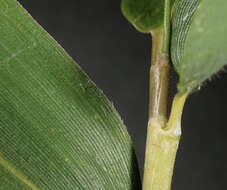 Image of Pseudosasa humilis (Mitford) T. Q. Nguyen