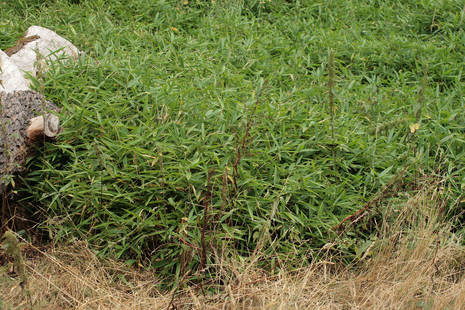 Image of Pseudosasa humilis (Mitford) T. Q. Nguyen