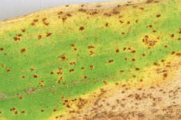 Image of Puccinia kusanoi Dietel 1899