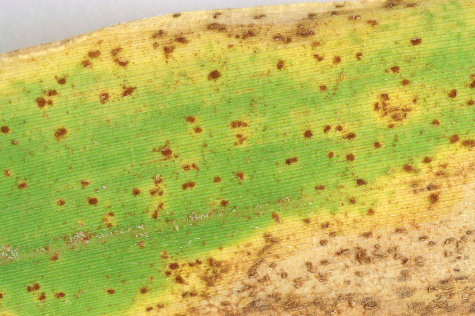 Image of Puccinia kusanoi Dietel 1899