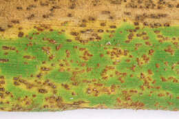 Image of Puccinia kusanoi Dietel 1899